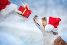 Photo of 10 идей акций на сайте к Новому году: как увеличить продажи к празднику